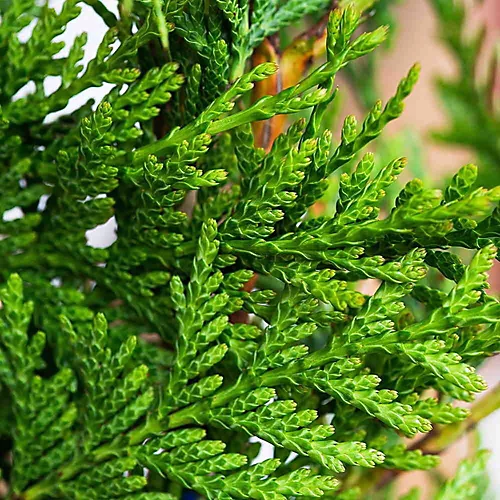Western Red Cedar 1m Height Evergreen Hedge Plant Pack Of 5 2 Western Red Cedar 1m Height Evergreen Hedge Plant Pack Of 5 - Image 2