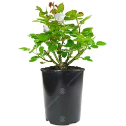 Outlet Green Shrub Hub Store -Outlet Green Shrub Hub Store white rose outdoor plant stunning colour ideal for gardens compact size5059442019021 02c MP