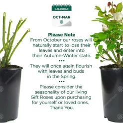 White Rose - Outdoor Plant, Stunning Colour, Ideal For Gardens, Compact Size -Outlet Green Shrub Hub Store white rose outdoor plant stunning colour ideal for gardens compact size5059442019021 03c MP