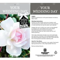 Your Wedding Day White Rose - Outdoor Plant, Ideal For Gardens, Compact Size -Outlet Green Shrub Hub Store your wedding day white rose outdoor plant ideal for gardens compact size5051641544717 03c MP