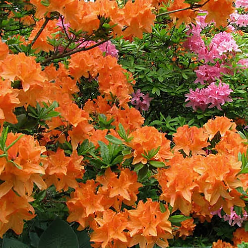 Outlet Green Shrub Hub Store -Outlet Green Shrub Hub Store 2 x orange azaleas vibrant flowering shrubs for colourful uk gardens outdoor plants 20 30cm 5059442043378 01c MP
